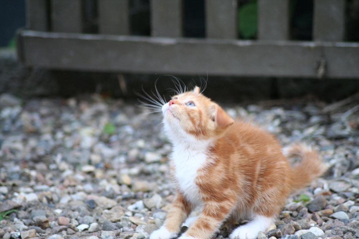 Huskat Rolding billede 14