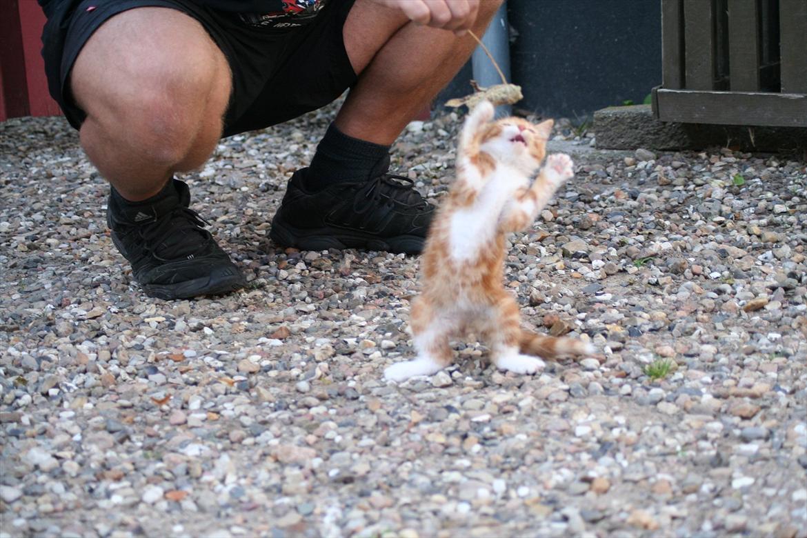 Huskat Rolding billede 15