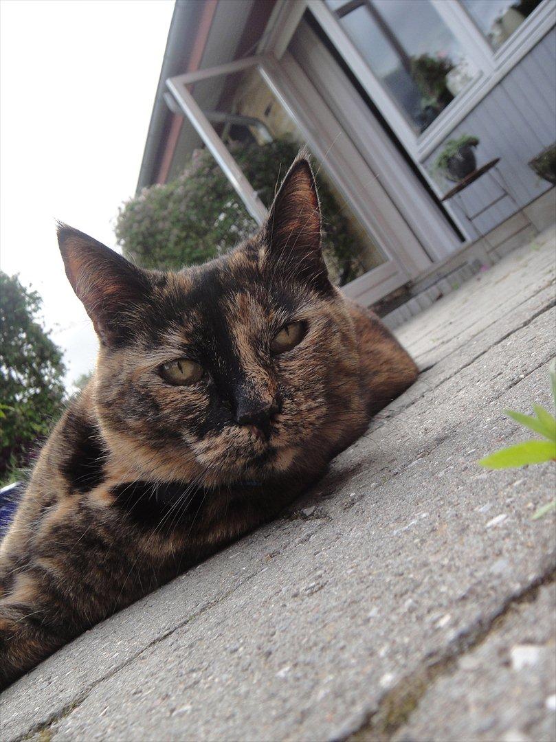 Huskat Kira billede 5