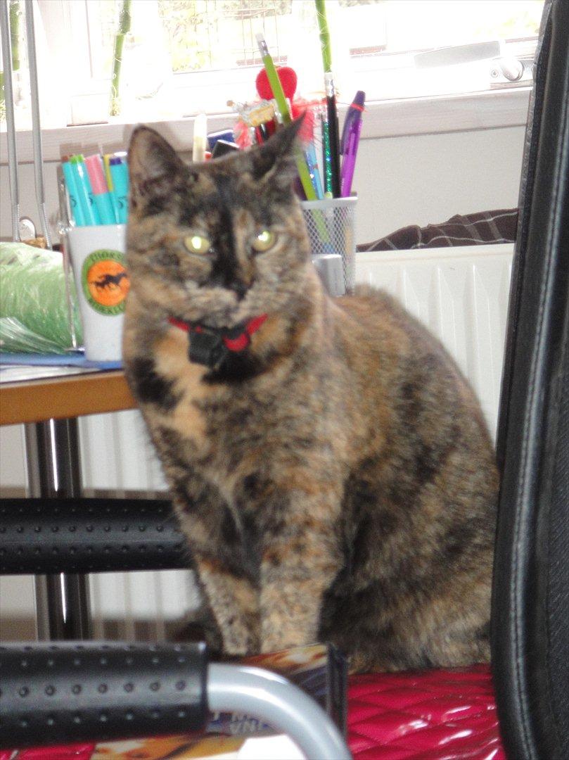 Huskat Kira billede 6