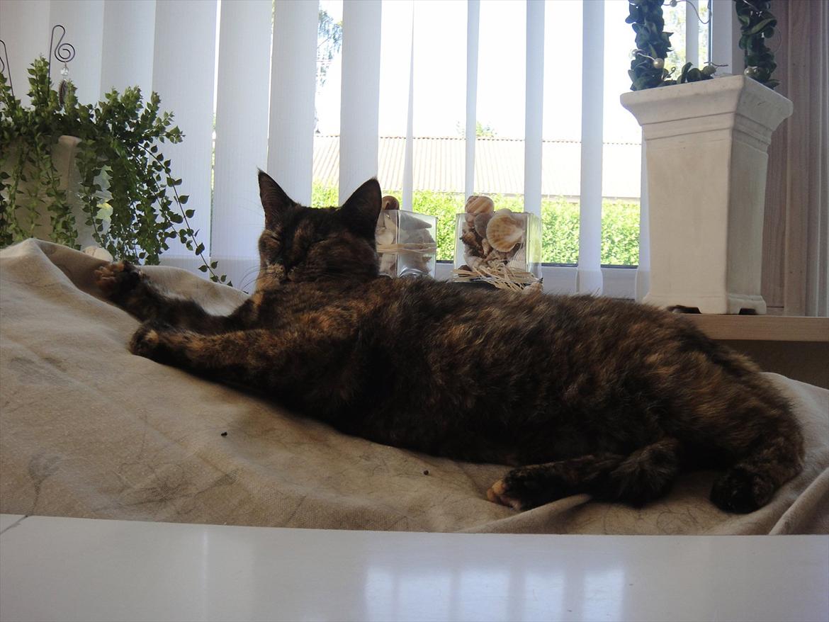 Huskat Kira billede 7