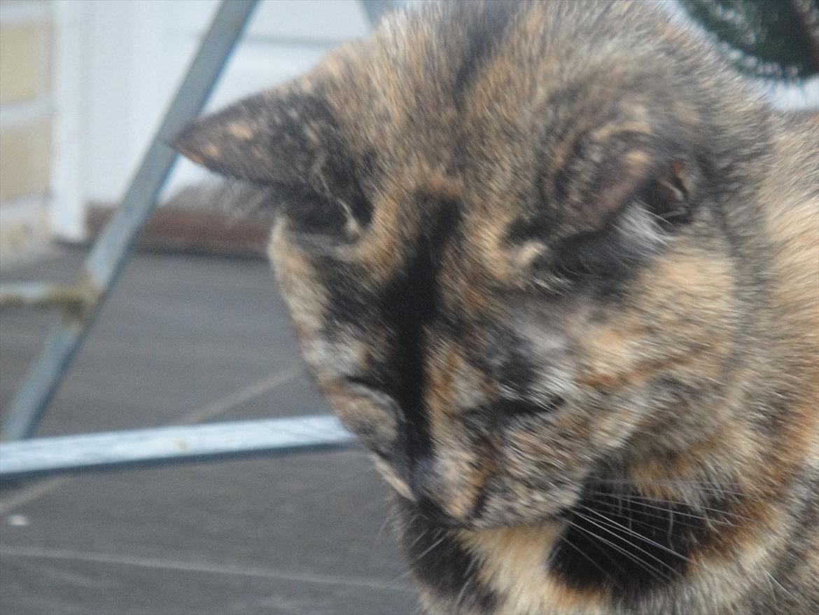 Huskat Kira billede 8