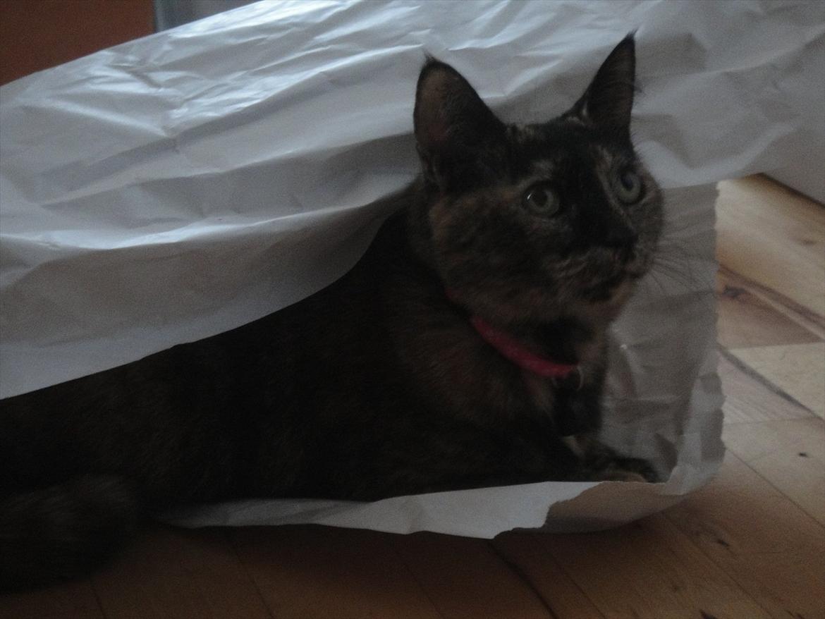 Huskat Kira billede 4