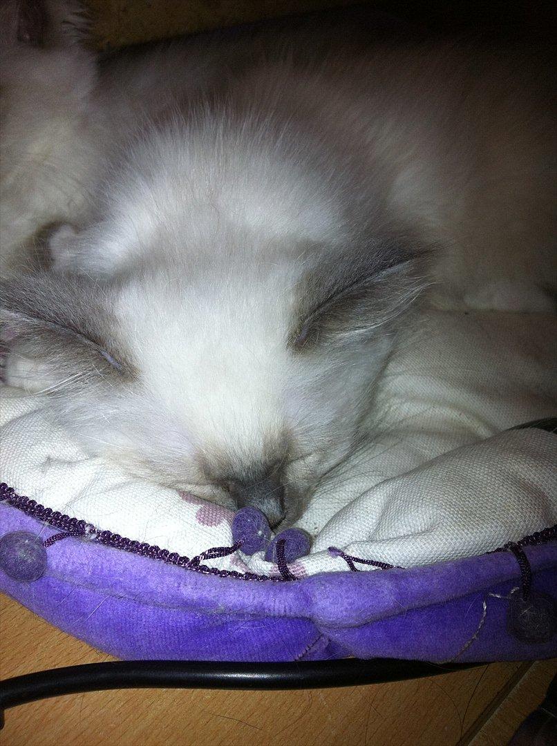 Hellig Birma DK Pumelles Armani billede 2