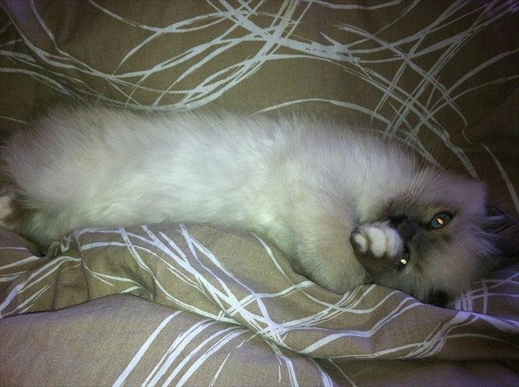 Hellig Birma DK Pumelles Armani - Ligger lige og putter lidt ;) billede 3