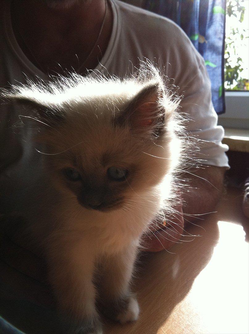 Hellig Birma DK Pumelles Armani billede 4