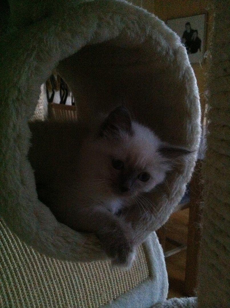 Hellig Birma DK Pumelles Armani billede 5