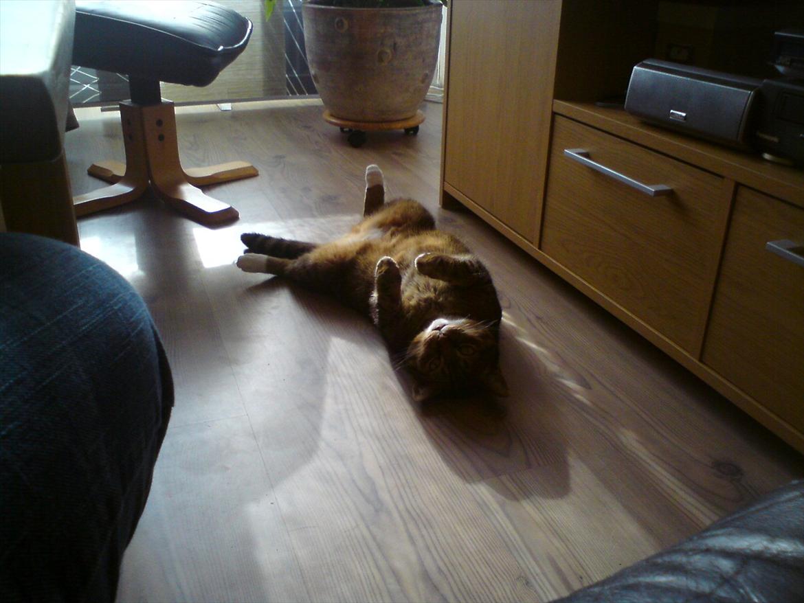 Blanding af racer Tiger billede 1