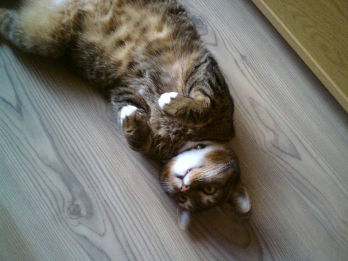 Blanding af racer Tiger billede 11