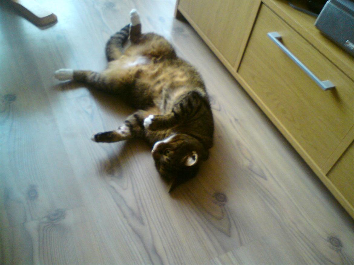 Blanding af racer Tiger billede 12