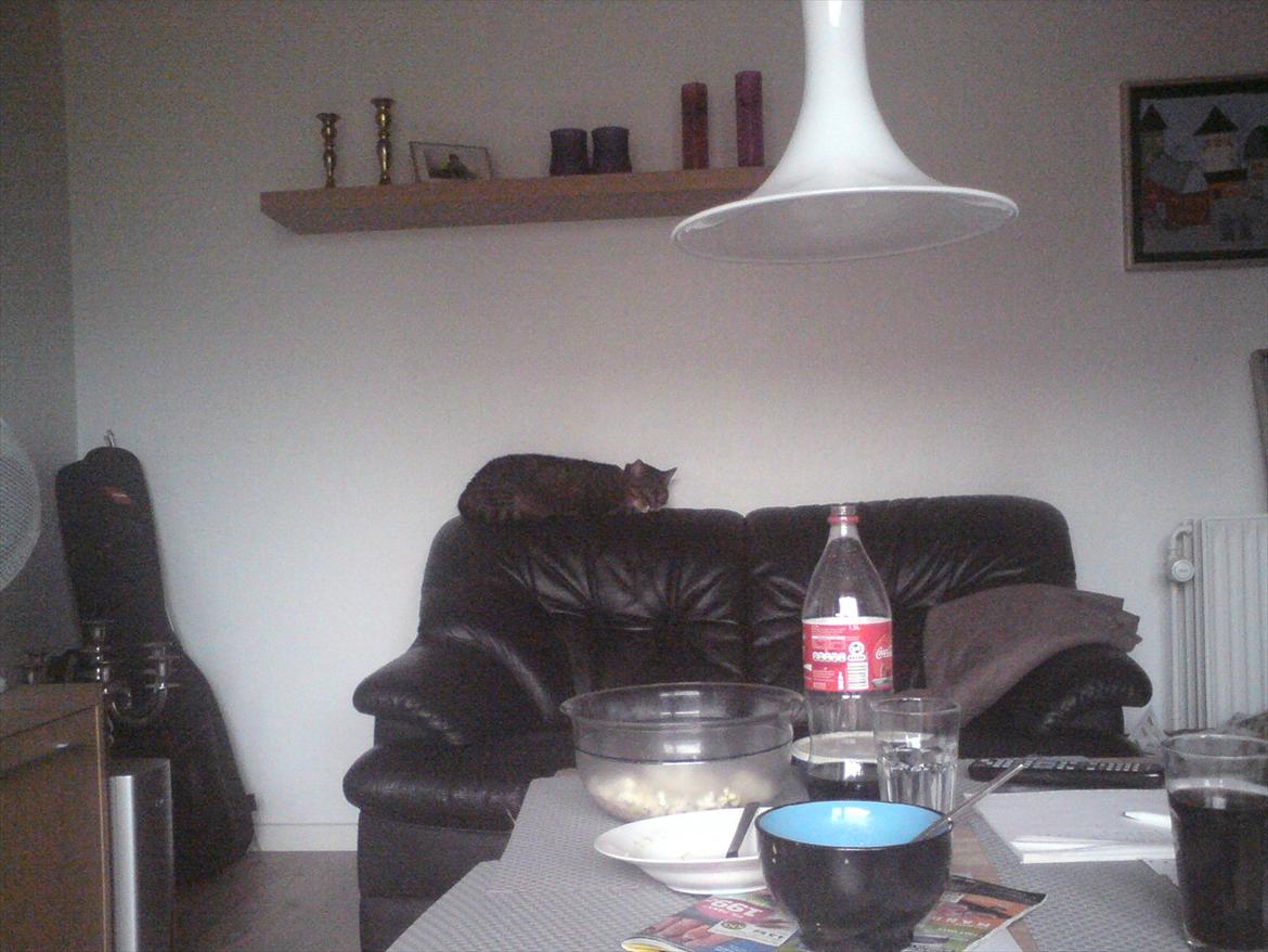 Blanding af racer Tiger billede 14