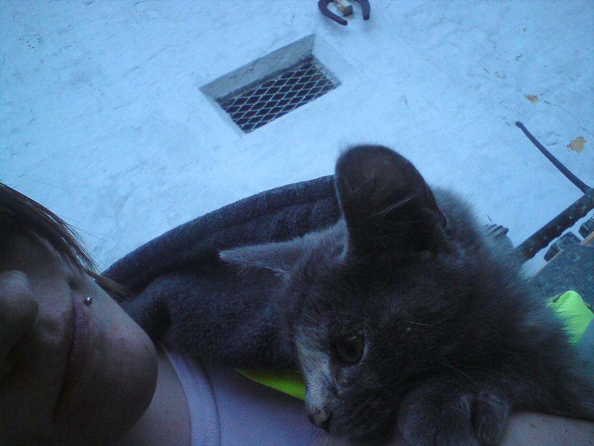 Huskat Pjevse R.I.P skat <3 Død den 17 November 2011 billede 2