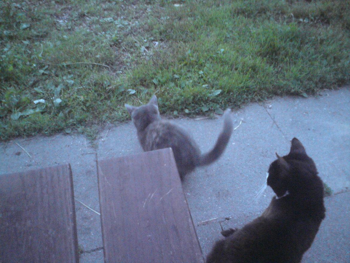 Huskat Pjevse R.I.P skat <3 Død den 17 November 2011 billede 3