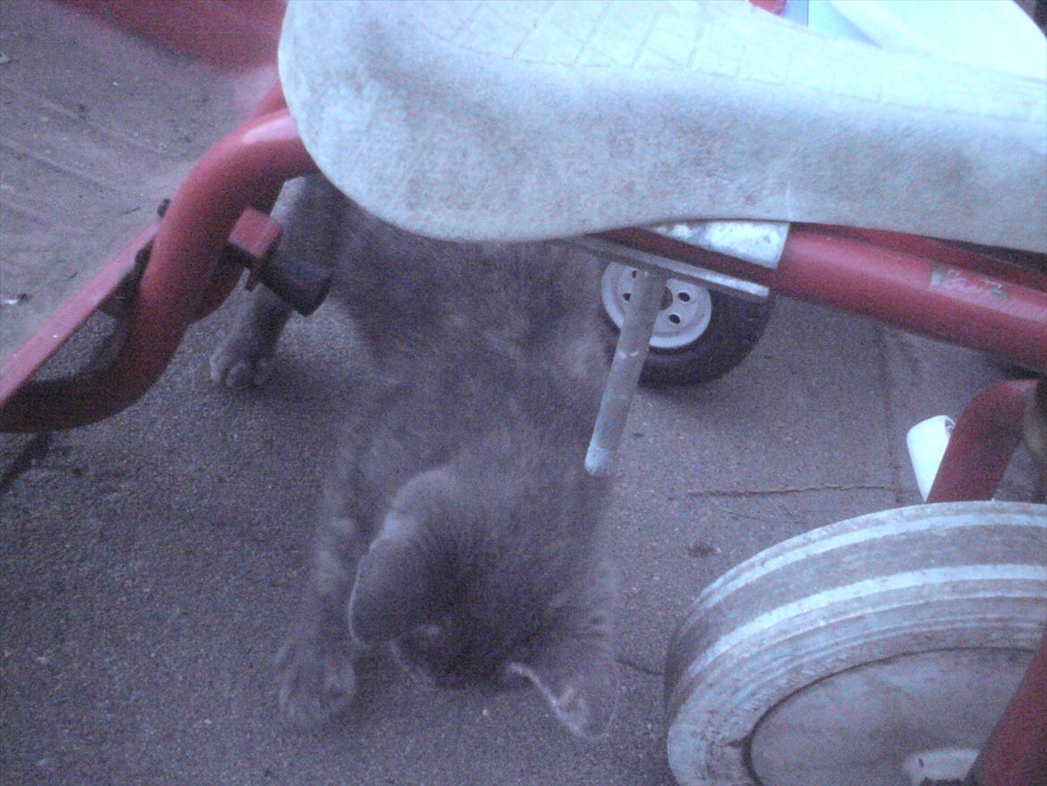 Huskat Pjevse R.I.P skat <3 Død den 17 November 2011 billede 4