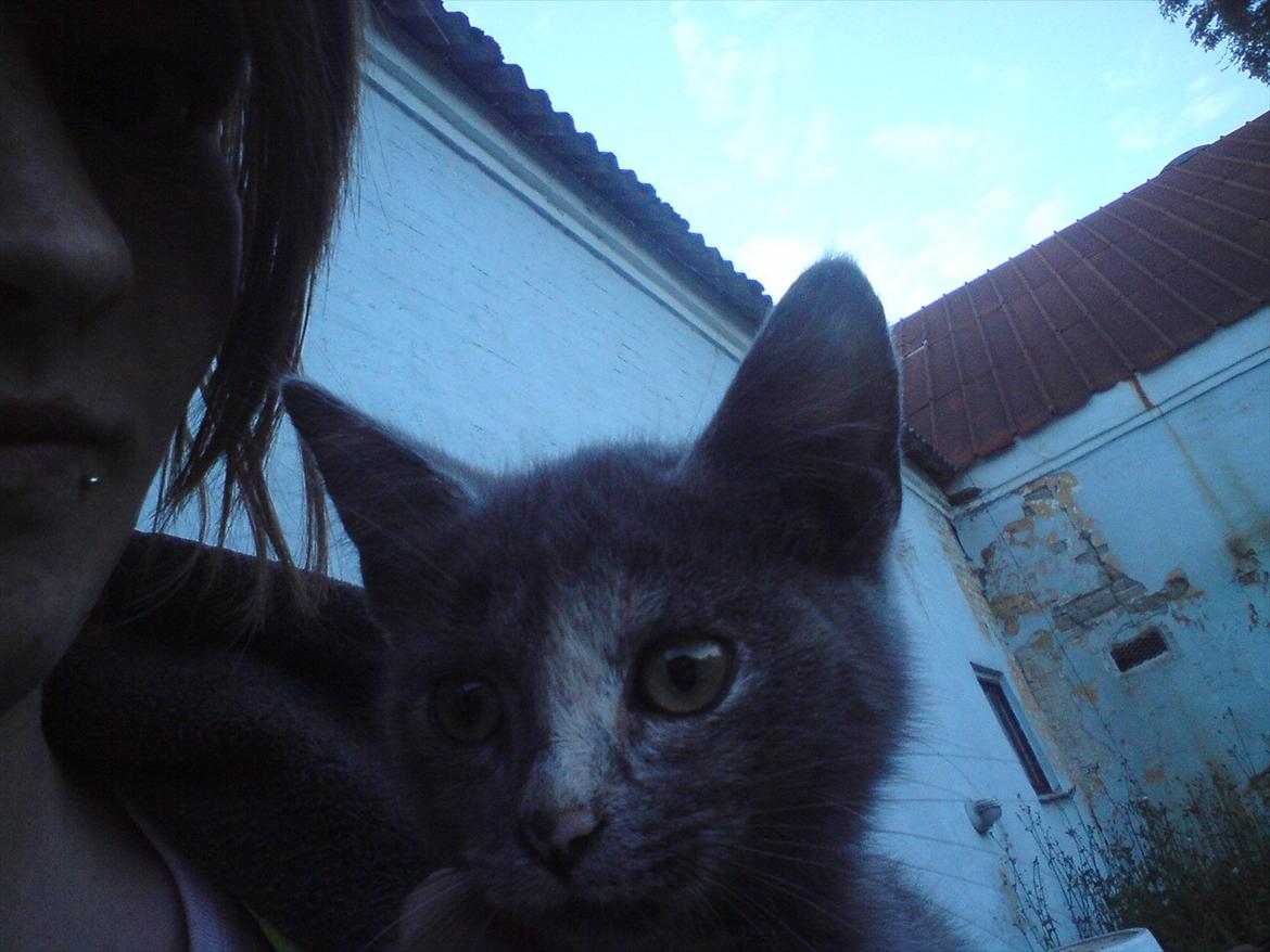 Huskat Pjevse R.I.P skat <3 Død den 17 November 2011 billede 6