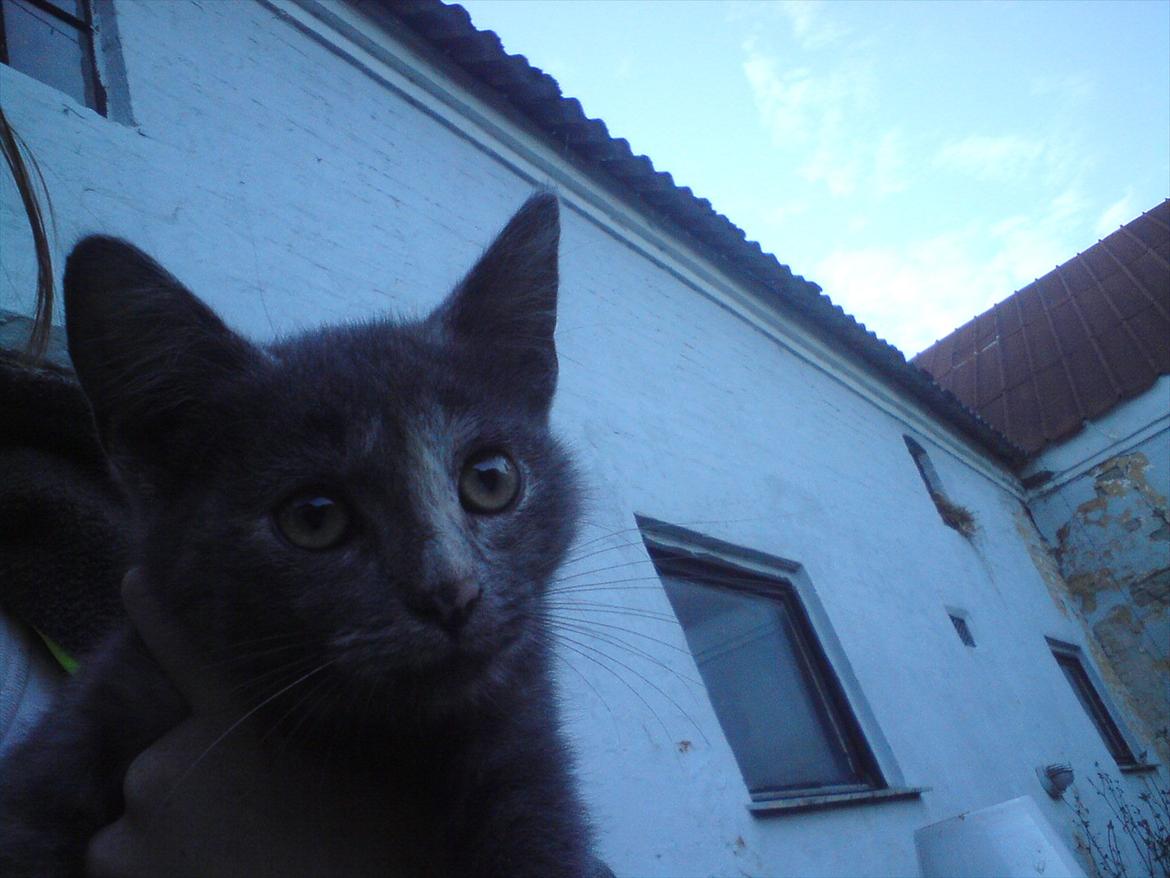 Huskat Pjevse R.I.P skat <3 Død den 17 November 2011 billede 7