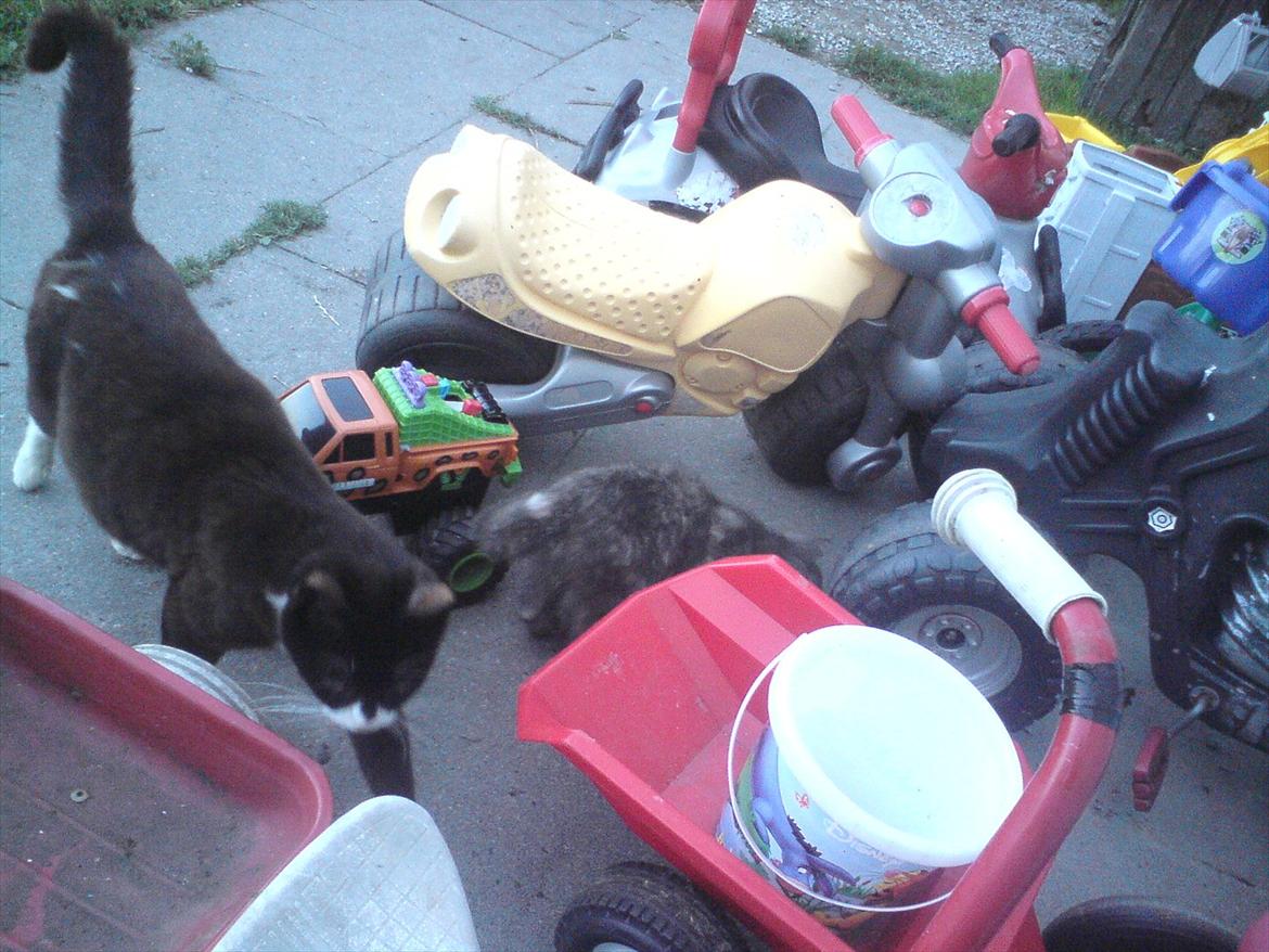 Huskat Pjevse R.I.P skat <3 Død den 17 November 2011 billede 8