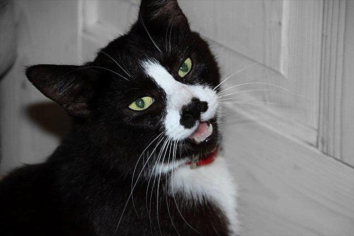 Huskat Ronja billede 1