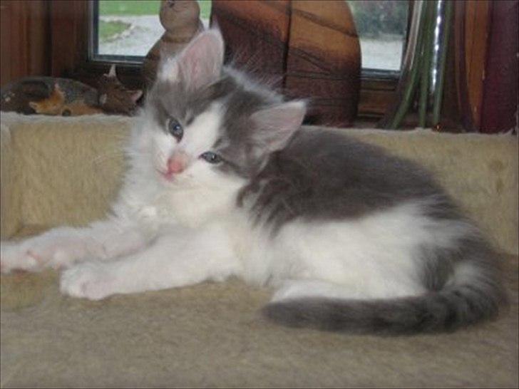 Sibirisk Kat Ulianik/ Obi - Taget fra opdrætters hjemmeside :) billede 2