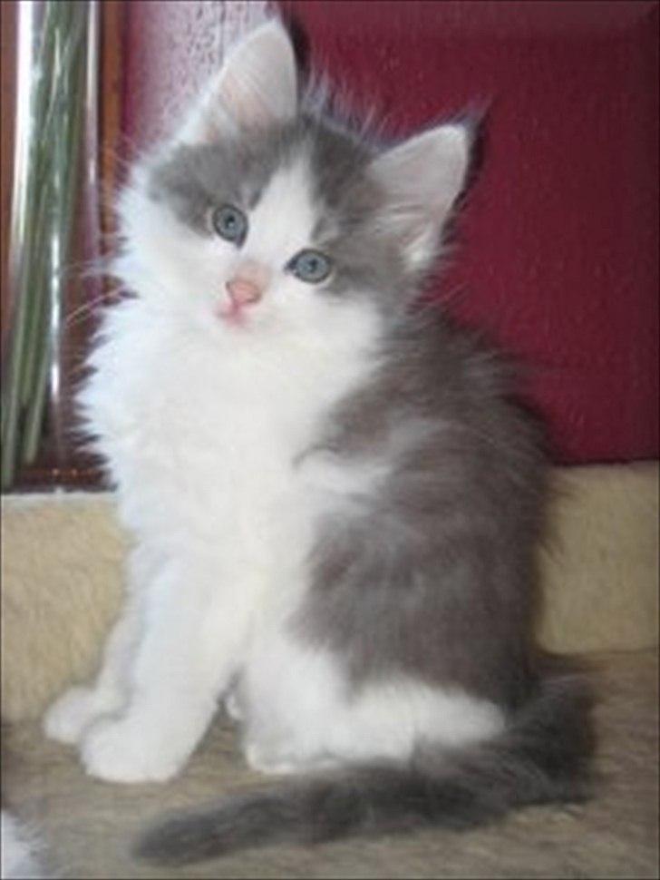 Sibirisk Kat Ulianik/ Obi - Taget fra opdrætters hjemmeside :) billede 3