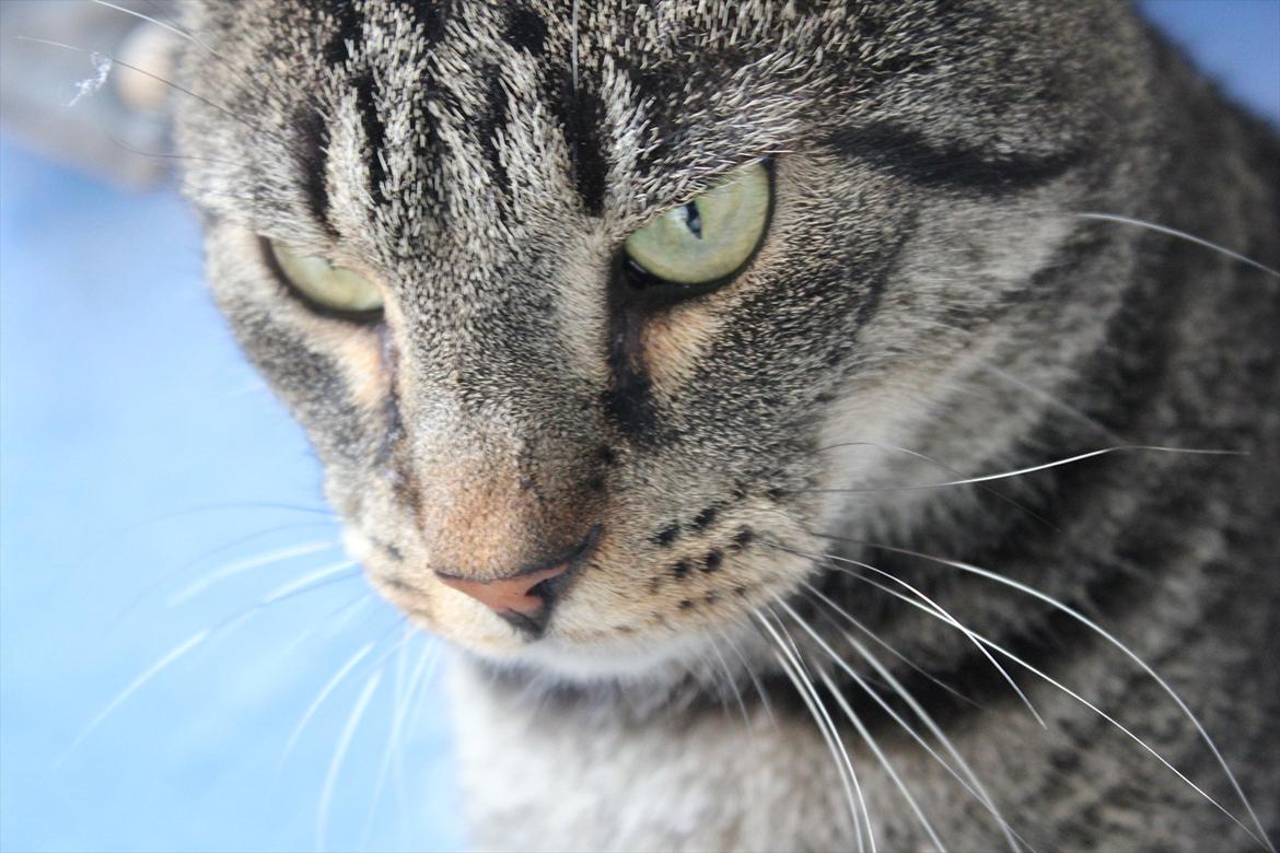 Blanding af racer Loui billede 4