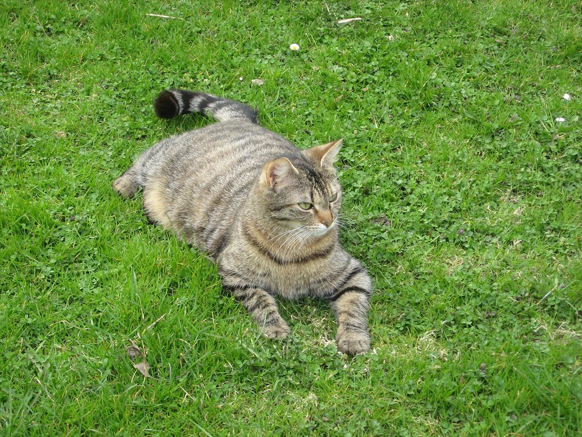 Huskat Stribe'mis billede 1