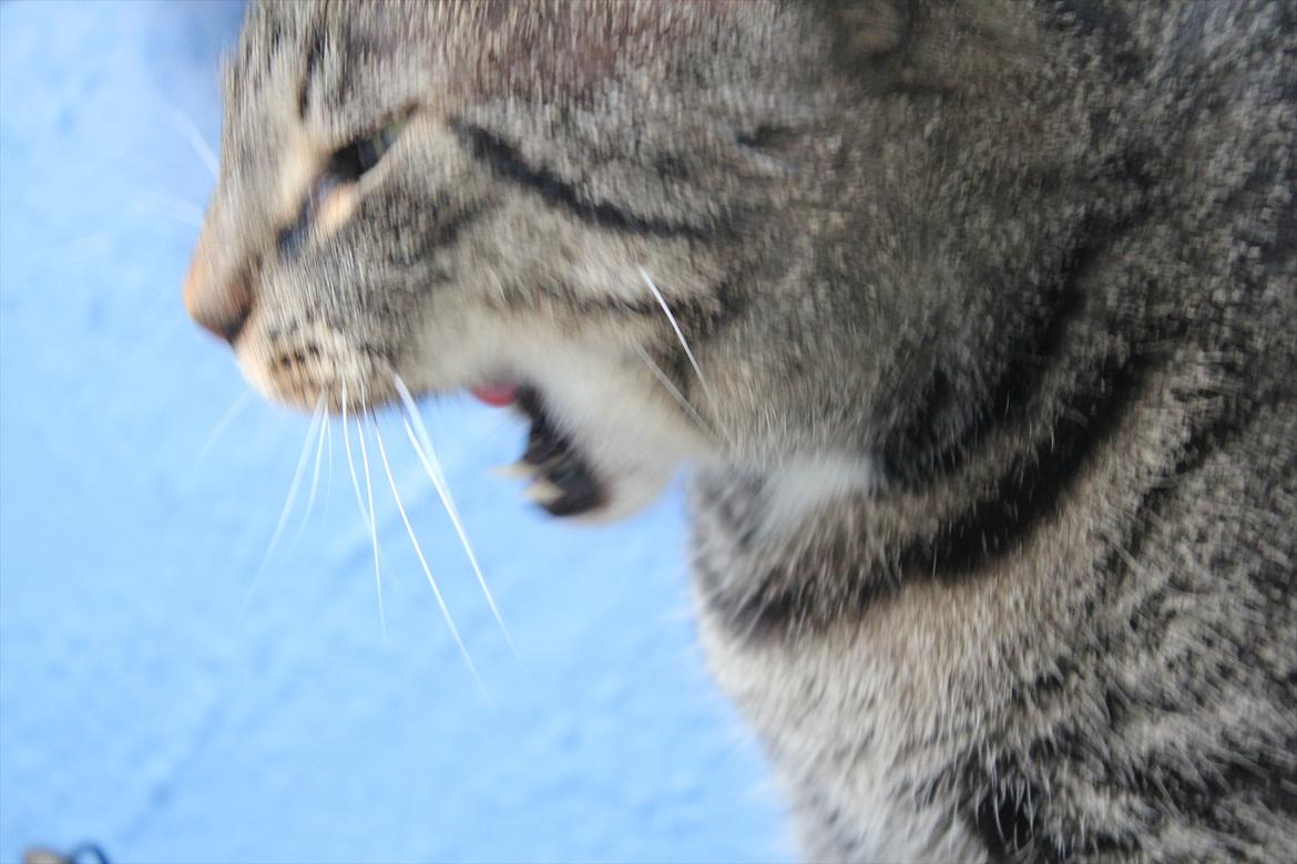 Blanding af racer Loui billede 11