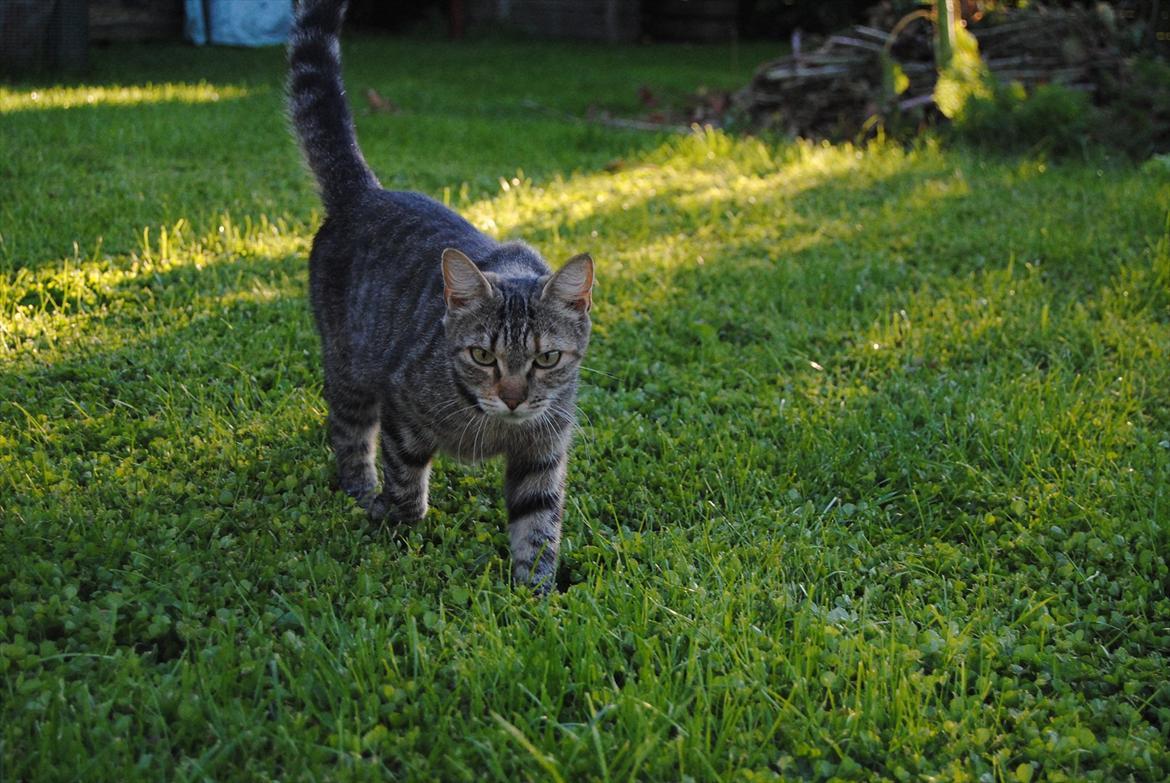 Huskat Stribe'mis billede 3