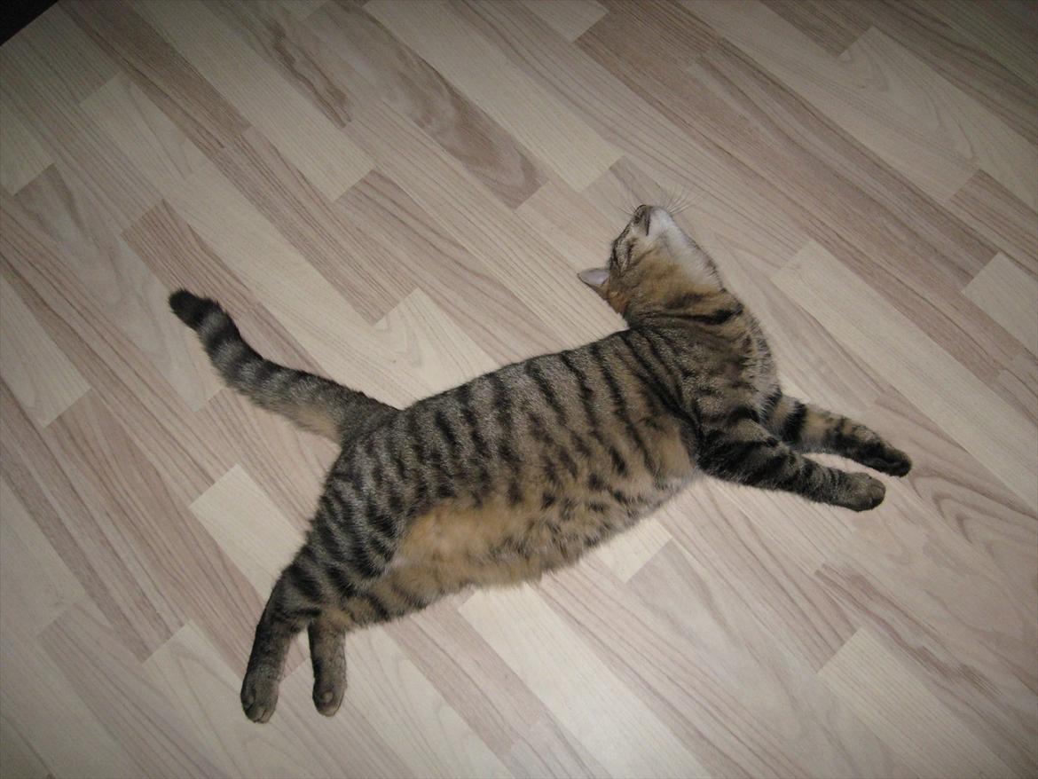 Huskat Stribe'mis billede 4