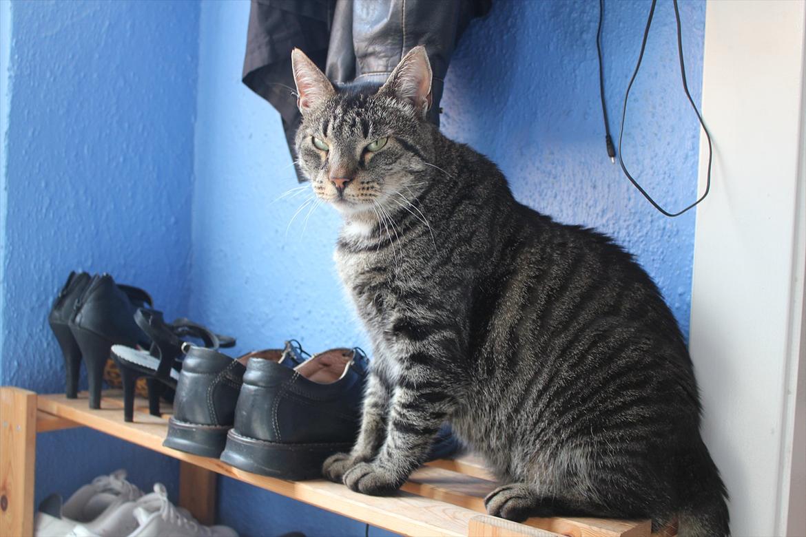 Blanding af racer Loui billede 9