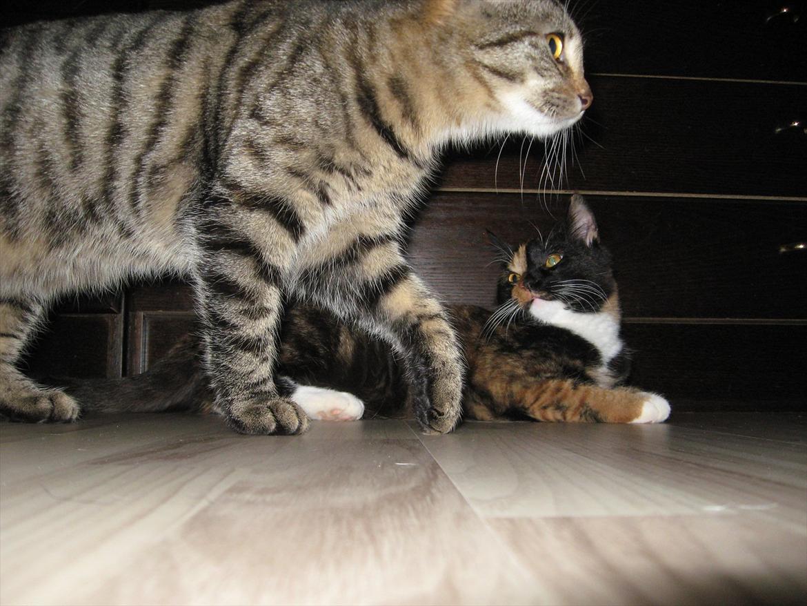 Huskat Stribe'mis billede 5