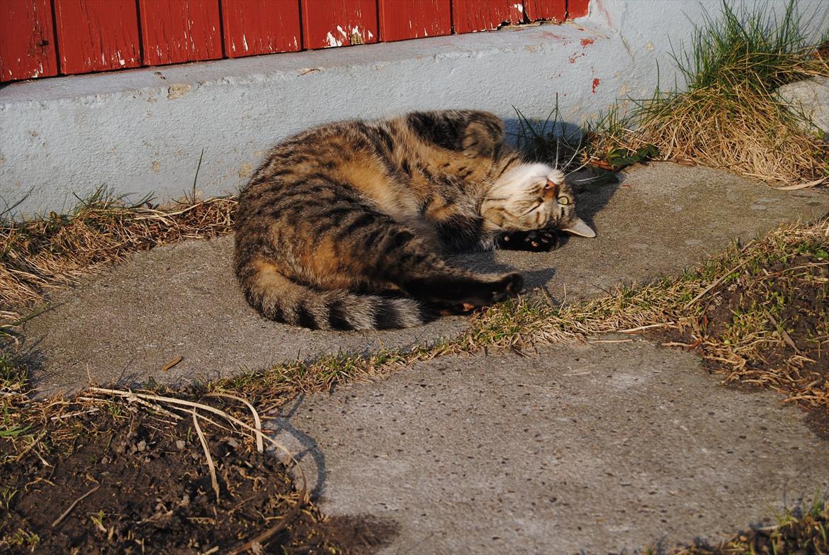 Huskat Stribe'mis billede 6