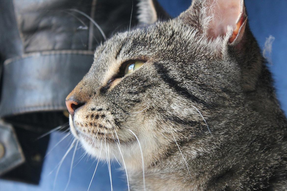 Blanding af racer Loui billede 7