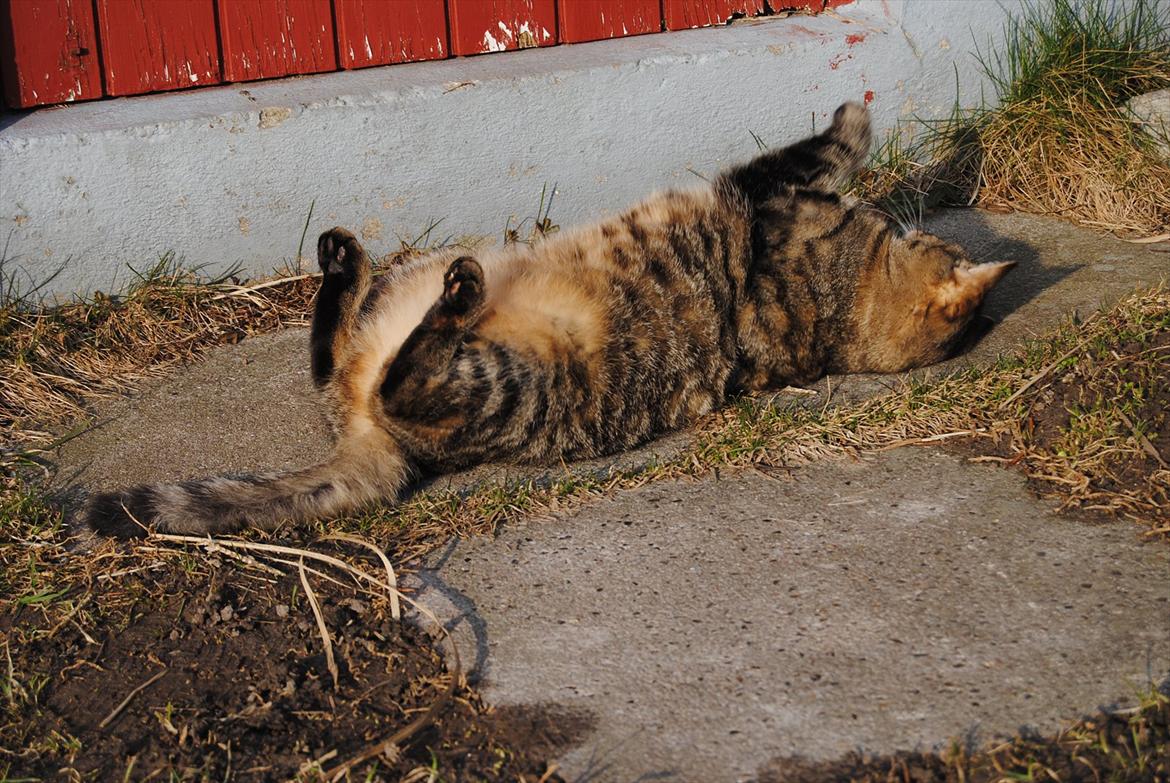 Huskat Stribe'mis billede 7