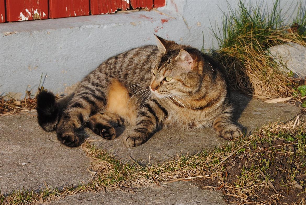 Huskat Stribe'mis billede 8