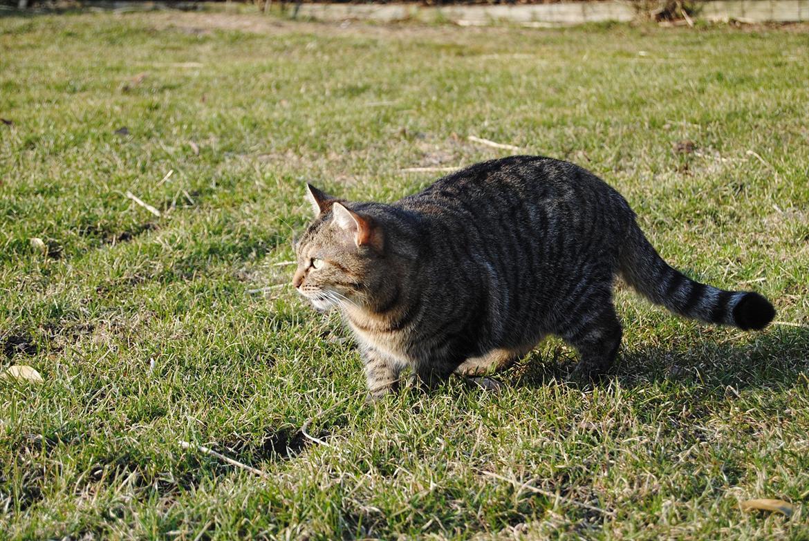 Huskat Stribe'mis billede 9