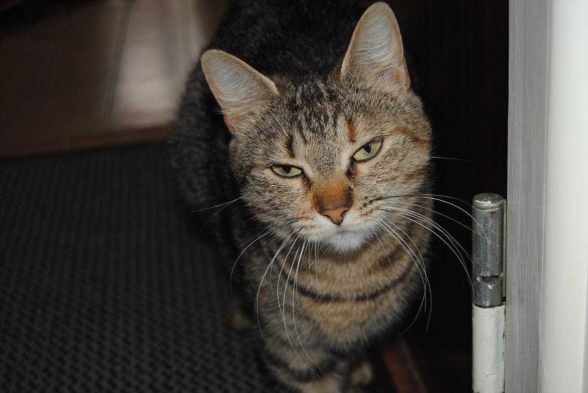 Huskat Stribe'mis billede 10