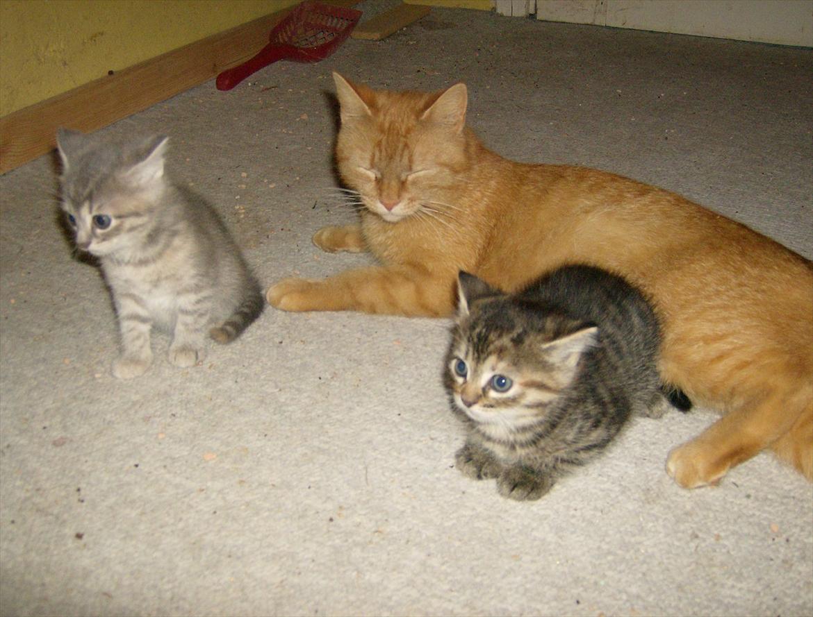 Huskat Stribe'mis billede 12