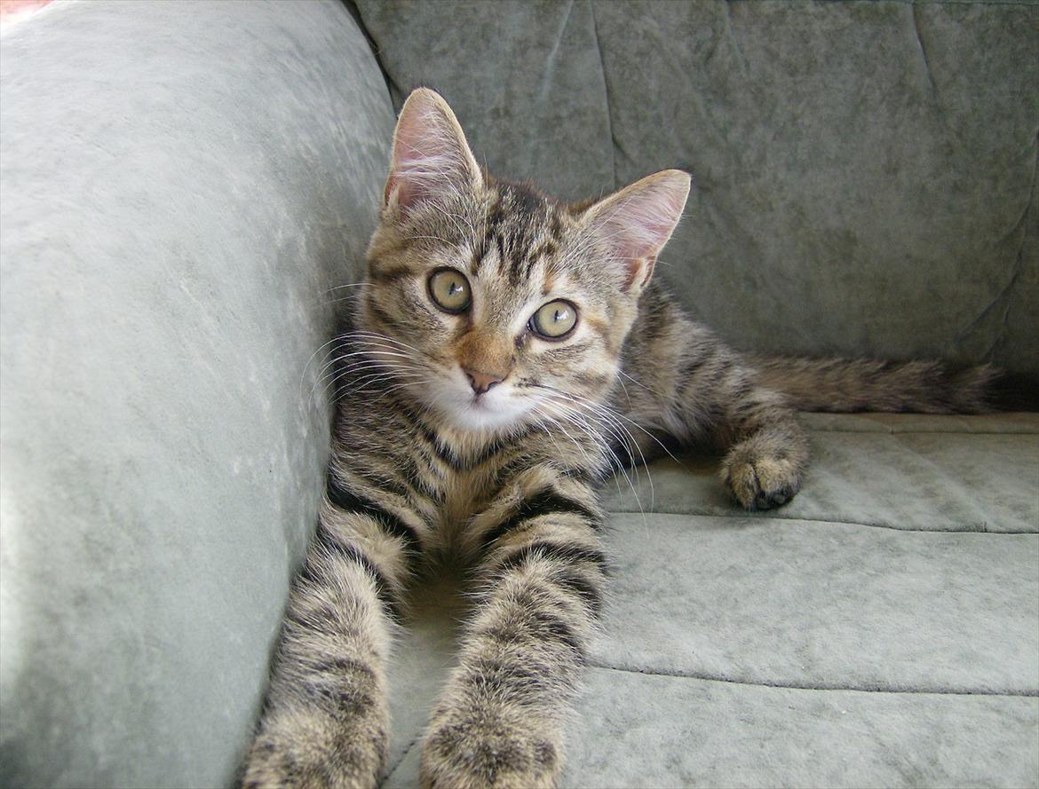 Huskat Stribe'mis billede 14