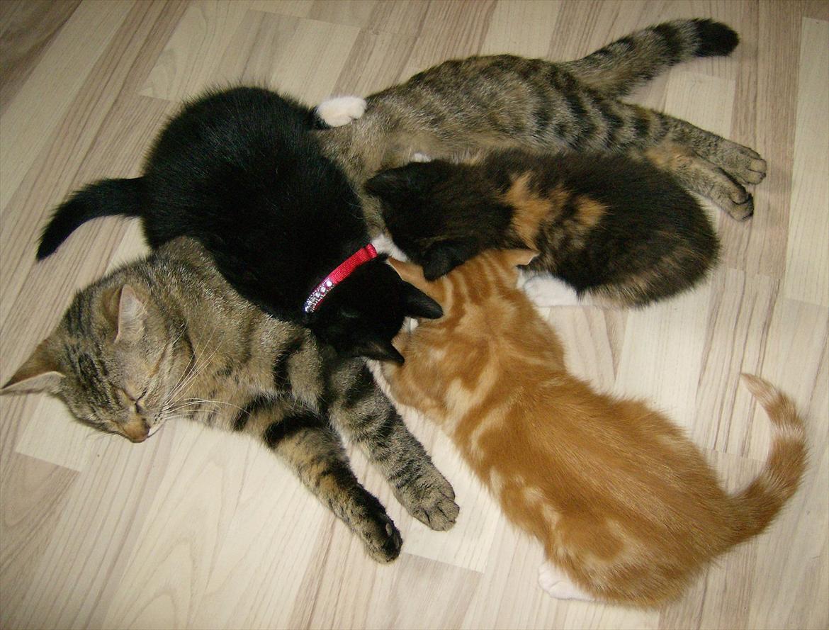 Huskat Stribe'mis billede 16