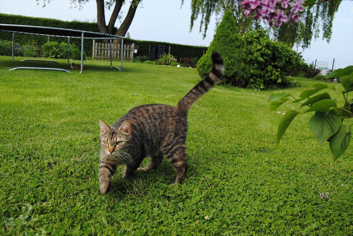 Huskat Stribe'mis billede 17