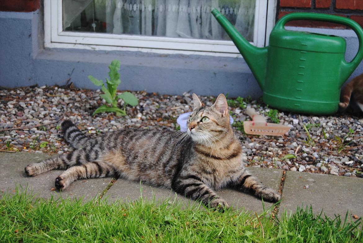 Huskat Stribe'mis billede 18