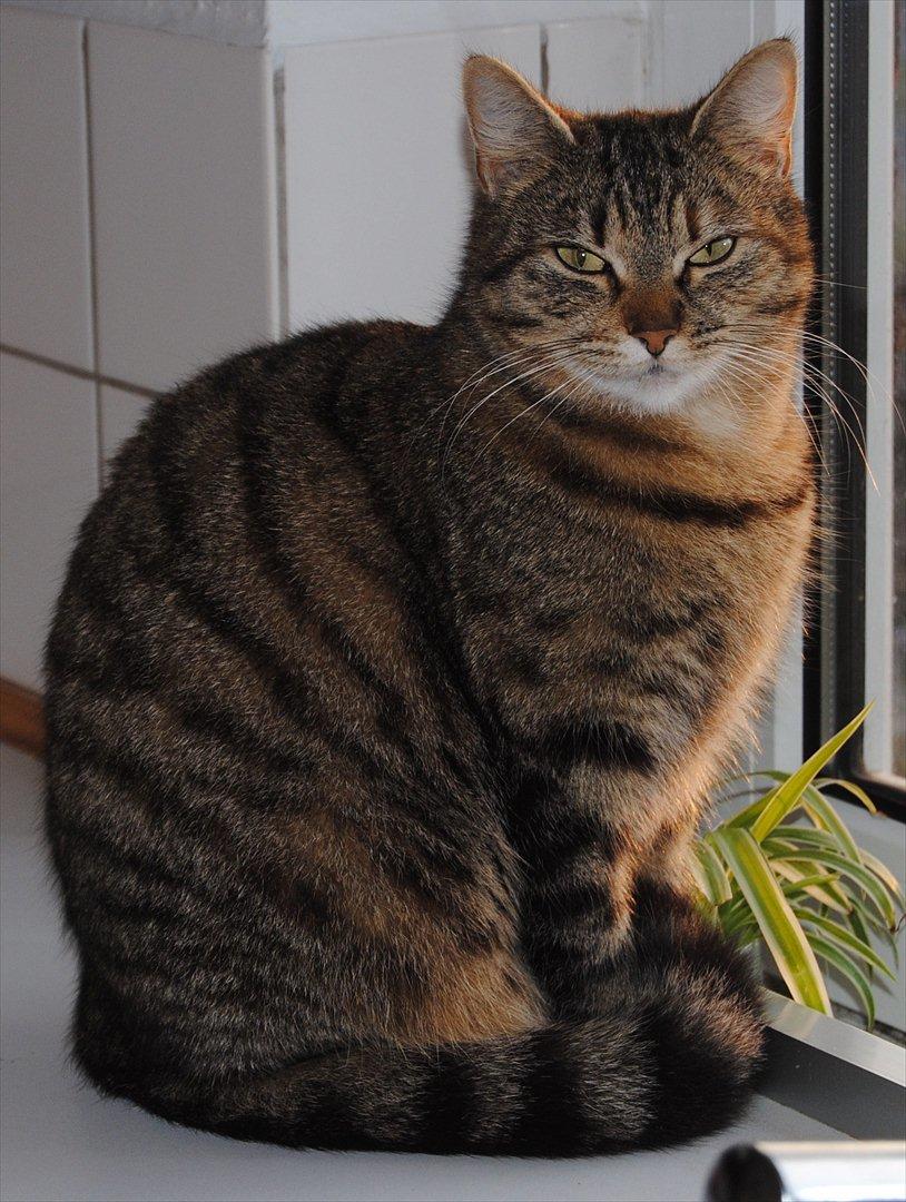 Huskat Stribe'mis billede 19