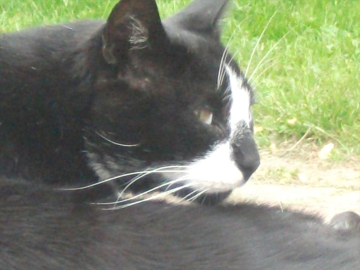 Huskat Sylvester *Sylle* RIP billede 16