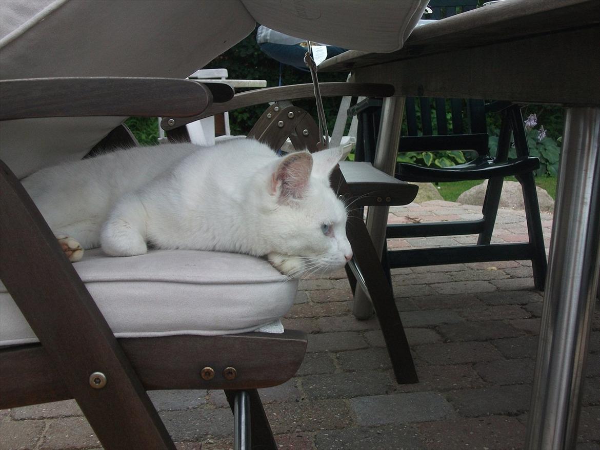 Huskat Snehvide billede 14