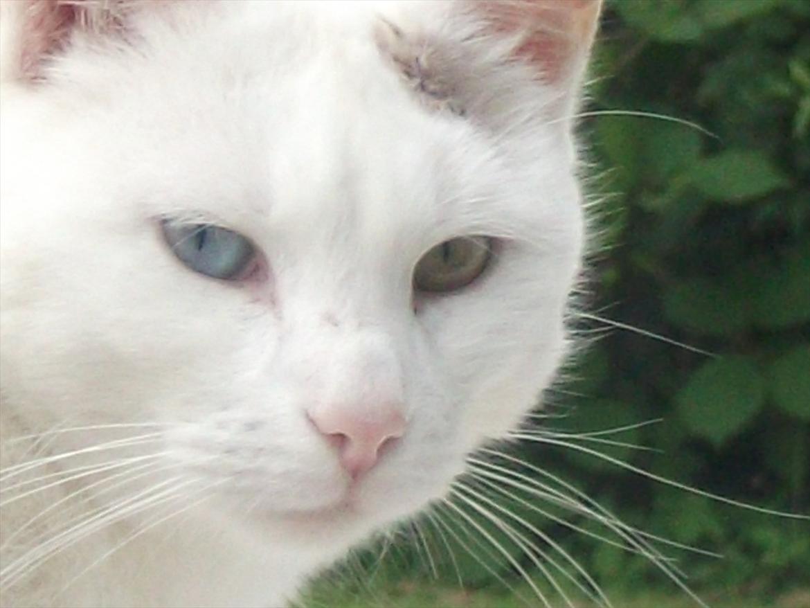 Huskat Snehvide billede 1