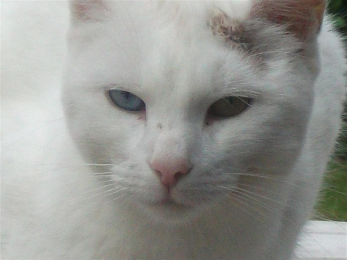Huskat Snehvide billede 15