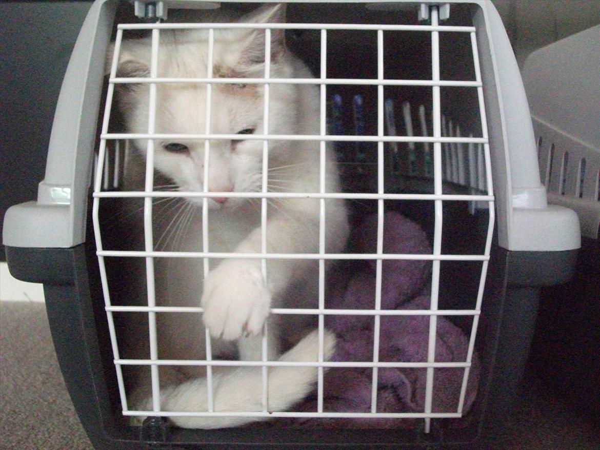 Huskat Snehvide billede 16