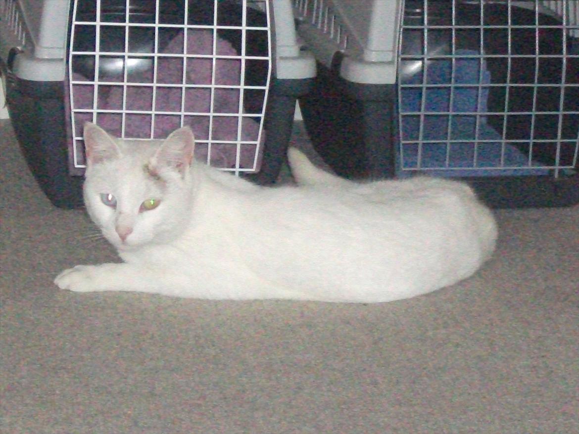 Huskat Snehvide billede 17