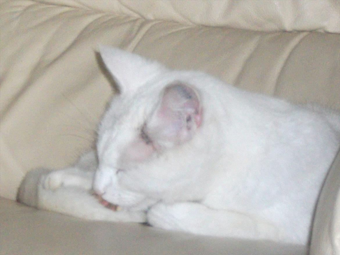 Huskat Snehvide billede 18